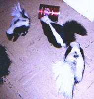 skunkies