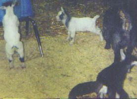 pygmy goats !